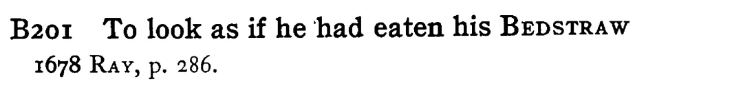 To look as if he had eaten his BEDSTRAW - a scanned entry from Tilley's 1950 Dictionary of Proverbs.