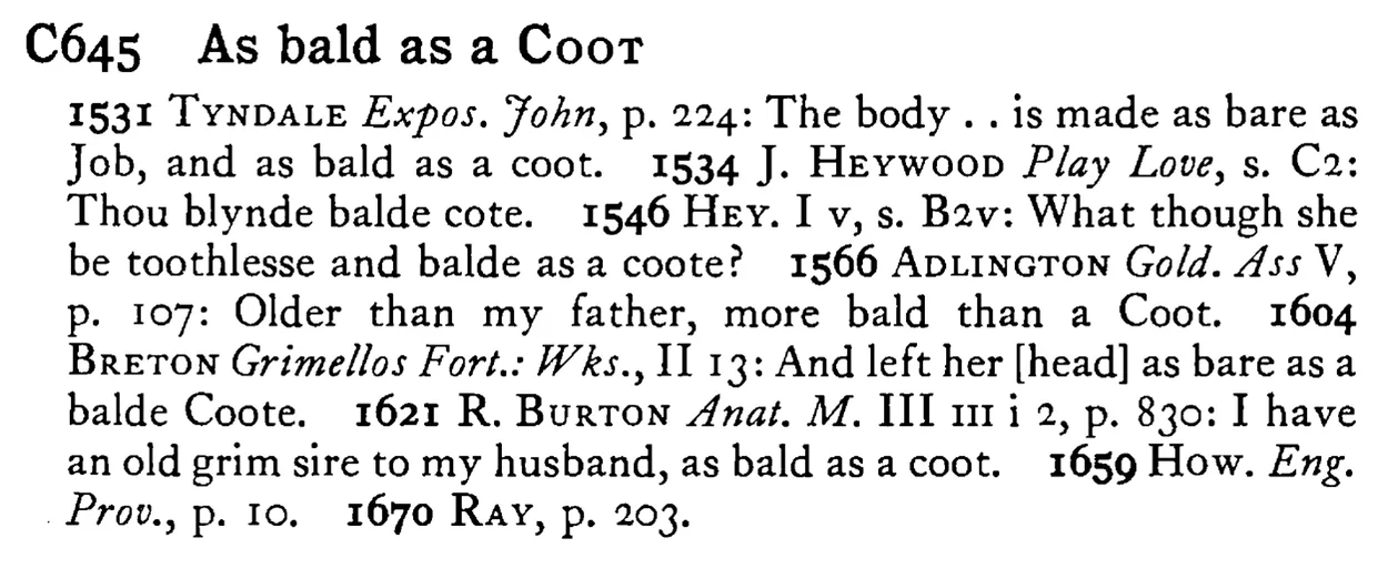 As bald as a COOT - a scanned entry from Tilley's 1950 Dictionary of Proverbs.