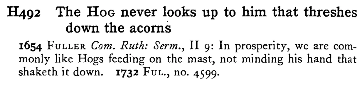 The HOG never looks up to him that threshes down the acorns - a scanned entry from Tilley's 1950 Dictionary of Proverbs.