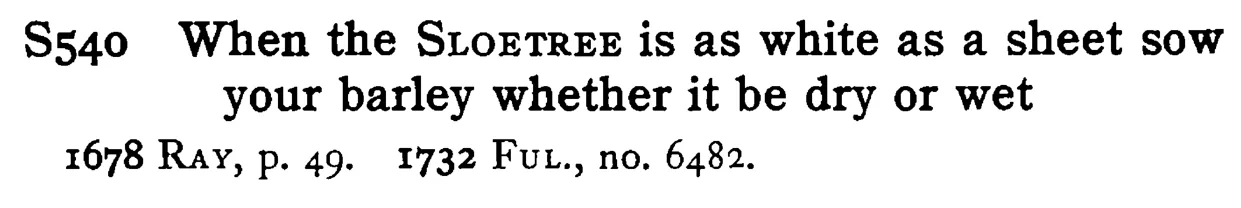 When the SLOETREE is as white as a sheet sow your barley whether it be dry or wet - a scanned entry from Tilley's 1950 Dictionary of Proverbs.