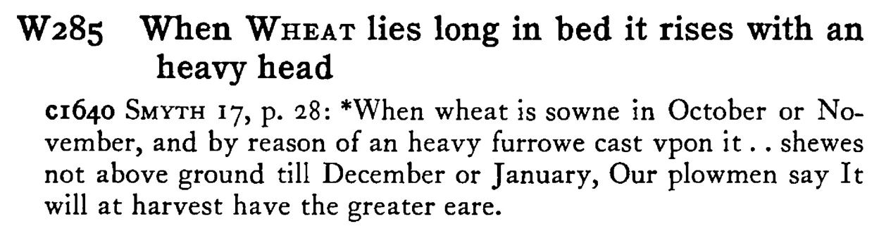 When WHEAT lies long in bed it rises with an heavy head - a scanned entry from Tilley's 1950 Dictionary of Proverbs.